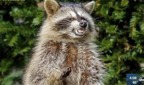 国产浣熊的介绍视频,揭秘我国本土珍稀动物的生态魅力  第1张