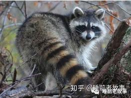 国产浣熊的介绍视频,揭秘我国本土珍稀动物的生态魅力  第3张